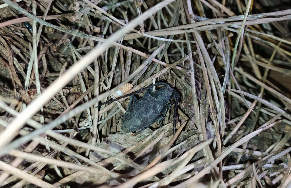 Cerambycidae: Morimus asper, femmina.